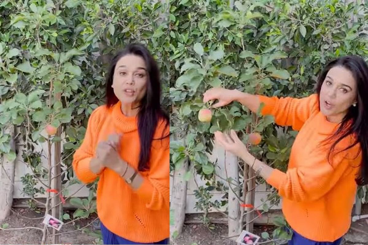 preity zinta grew himachal apples in her los angeles home give tour to ghar ki kheti video viral | प्रीति जिंटा ने लॉस एंजिलिस वाले घर में उगाये हिमाचली सेब, कहा