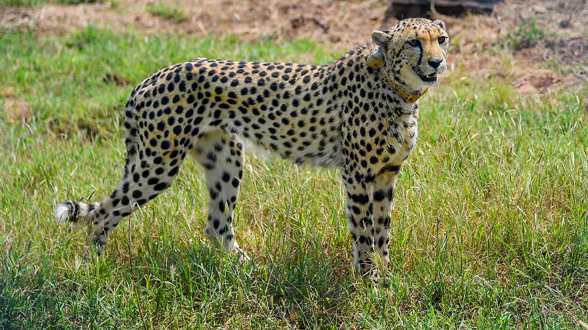 Cheetahs In India | दक्षिण अफ्रीका से आज भारत आएंगे 12 चीते, 1947 में हो गए थे विलुप्त